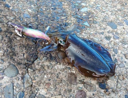 エギング絶好調継続！